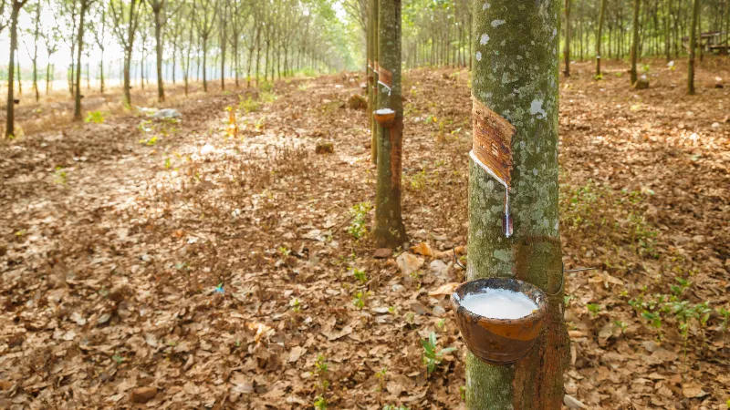 Thị trường cao su chịu áp lực từ nhu cầu yếu, đồng yên suy yếu hỗ trợ ngày 08/09/2025